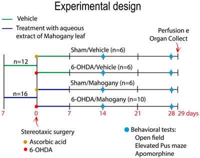 Aqueous extract of Swietenia macrophylla leaf exerts an anti-inflammatory effect in a murine model of Parkinson’s disease induced by 6-OHDA